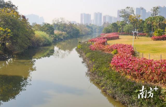 整治后的横涌。 南方+ 叶志文 拍摄